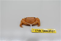 藏品(方形大額蟹)的圖片